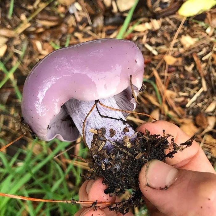 Рядовка фиолетовая