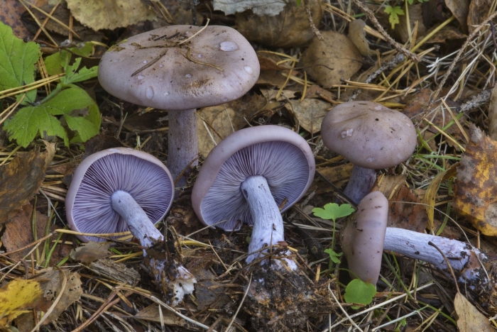 Гриб рядовка фиолетовая