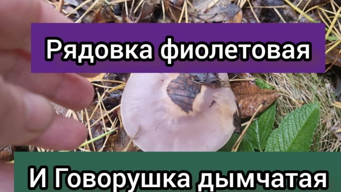 Рядовка фиолетовая