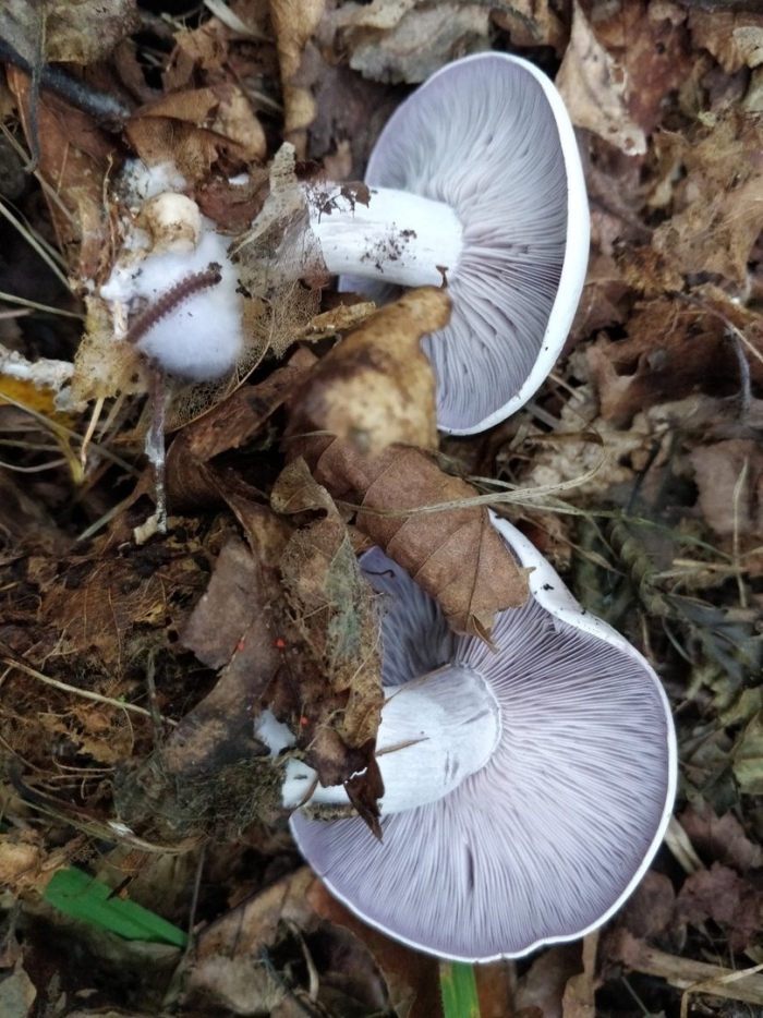 Грибы рядовки синюшки