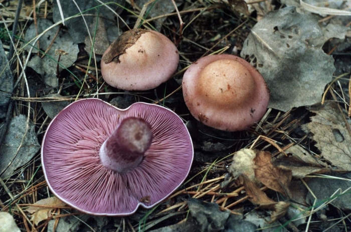 Рядовка крымская фиолетовая