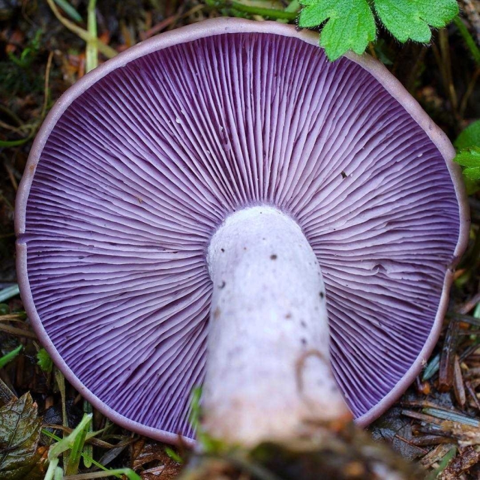 Фиолетовая рядовка