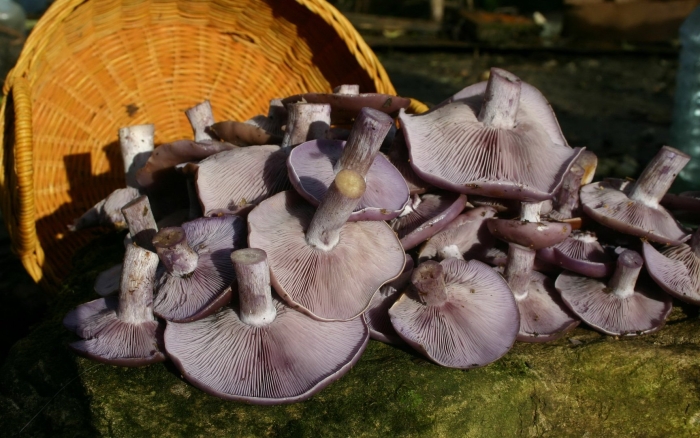 Грибы рядовки синюшки