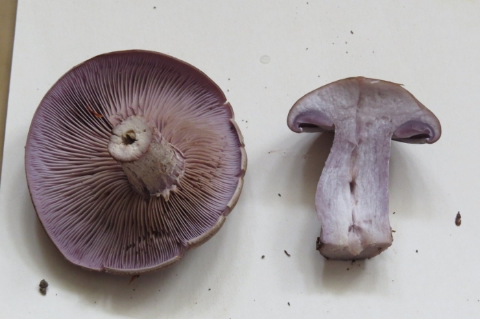 Рядовка фиолетовая на срезе