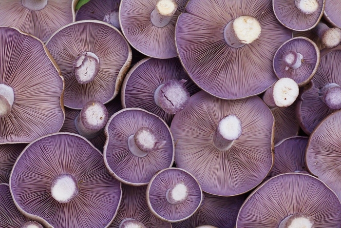 Гриб рядовка фиолетовая