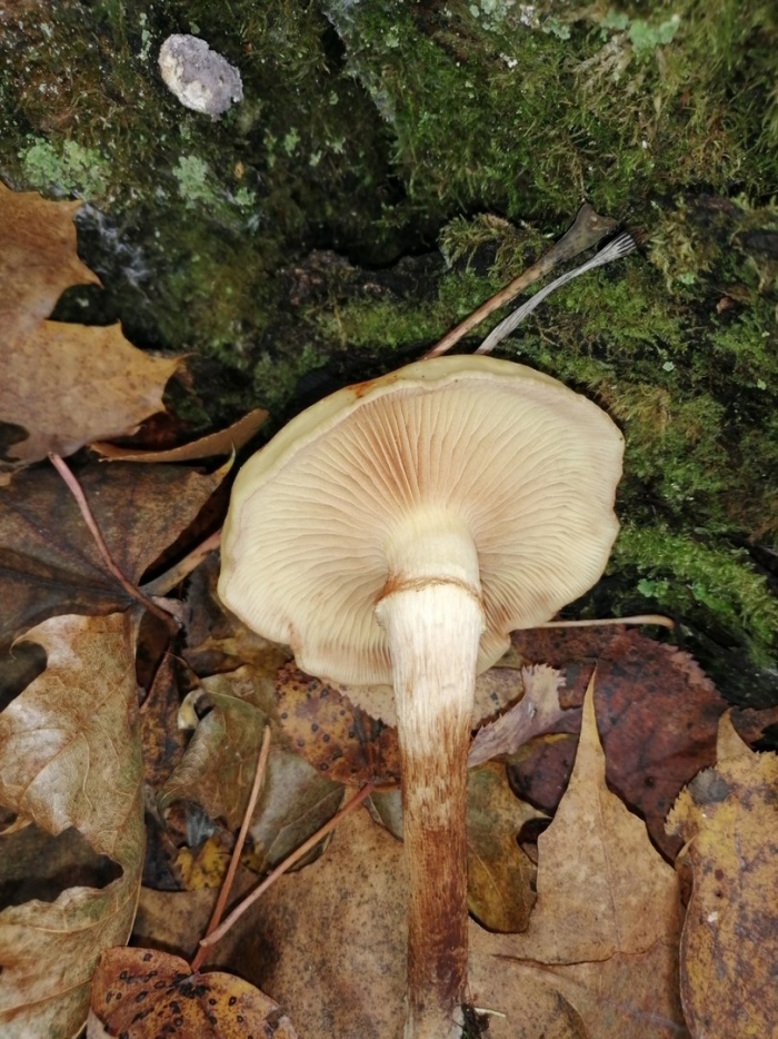 Чешуйчатка ольховая