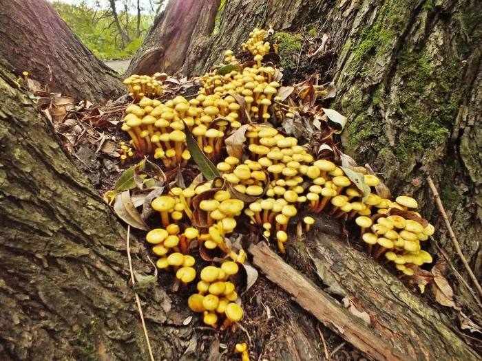 Огнёвка ольховая чешуйчатка