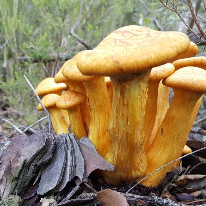 Лисичка обыкновенная гриб