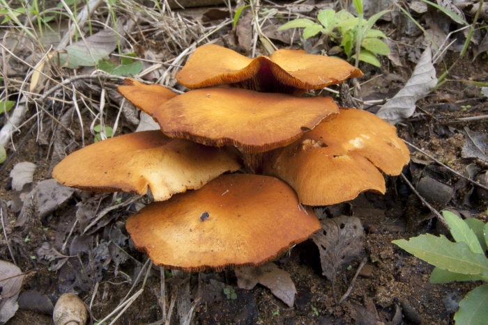 Gymnopilus picreus