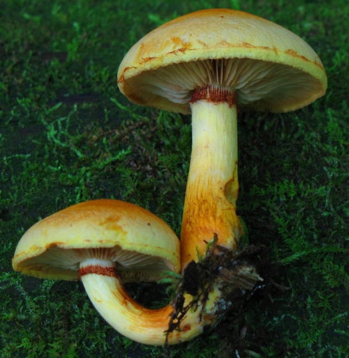 Gymnopilus luteus