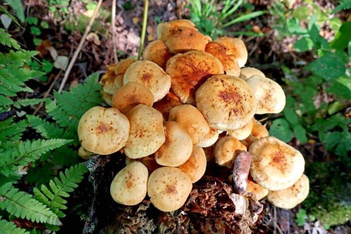 Королевский опёнок чешуйчатка