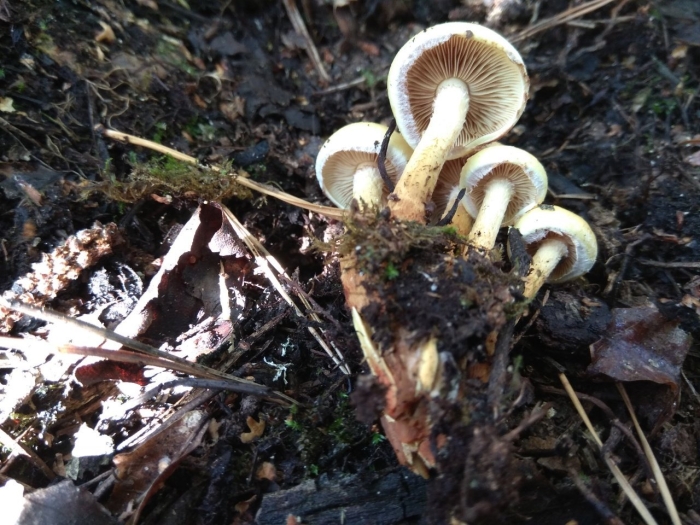 Огневка ольховая