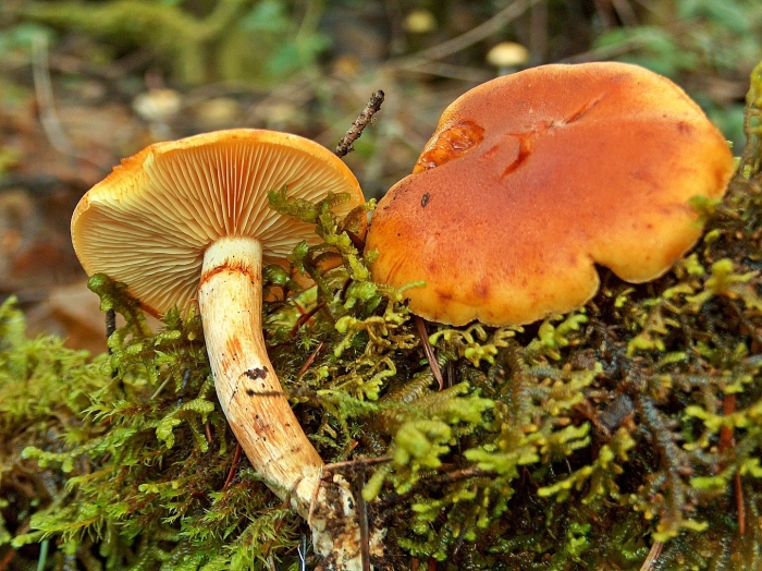 Lactarius vinaceorufescens