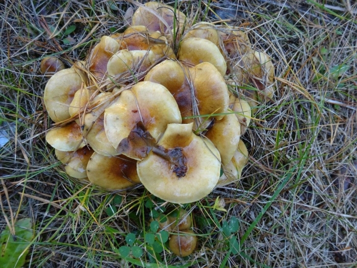 Гриб вешенка чешуйчатка