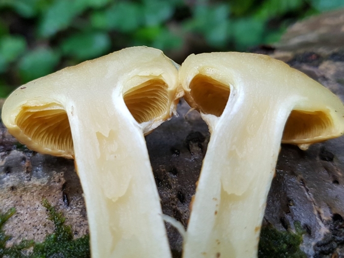 Огневка ольховая гриб