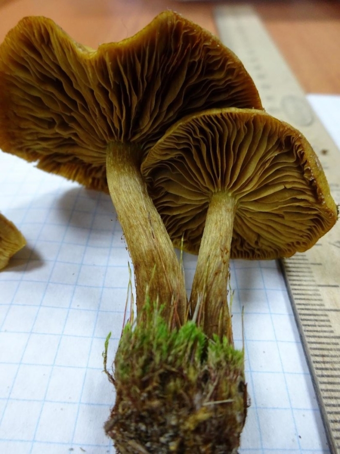 Паутинник шафрановый