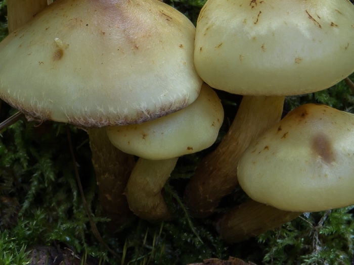 Чешуйчатка обыкновенная