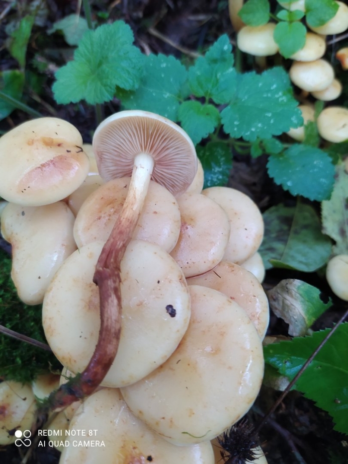 Чешуйчатка ольховая pholiota alnicola