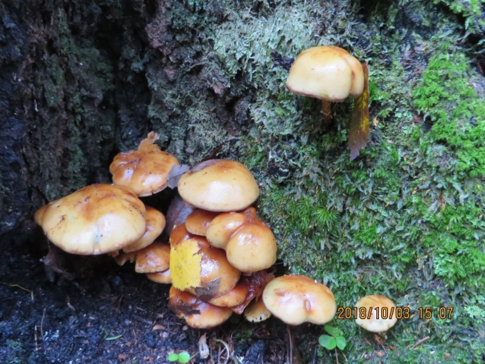 Чешуйчатка обыкновенная гриб