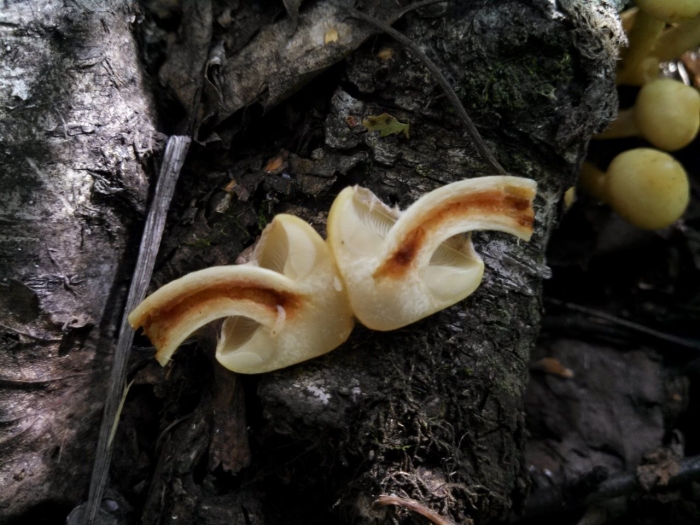 Огневка ольховая гриб