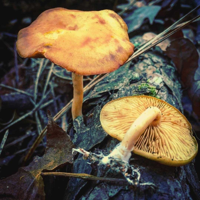 Гимнопил юноны гриб