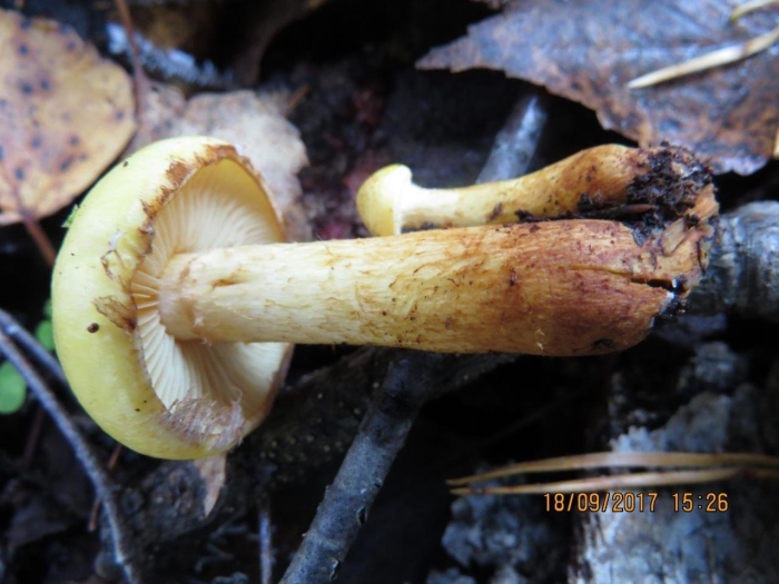 Чешуйчатка ольховая гриб