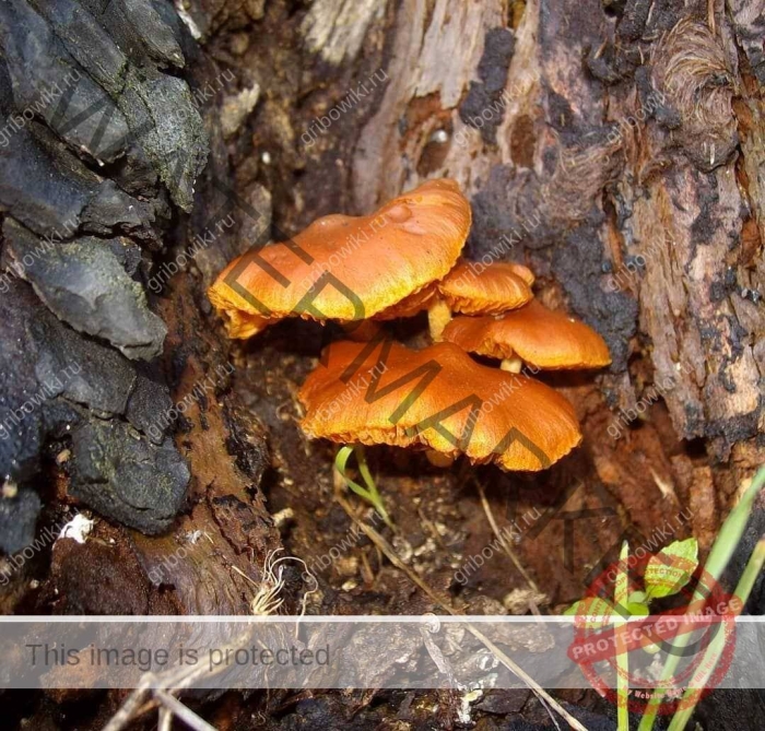 Гимнопил юноны