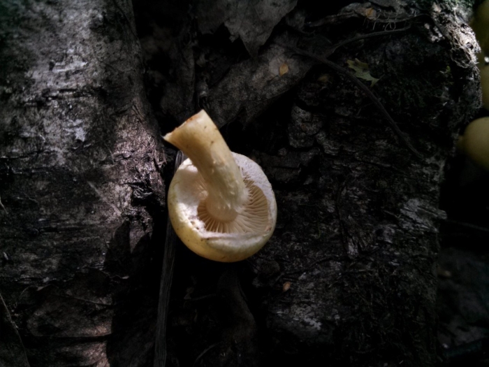 Чешуйчатка ольховая pholiota alnicola