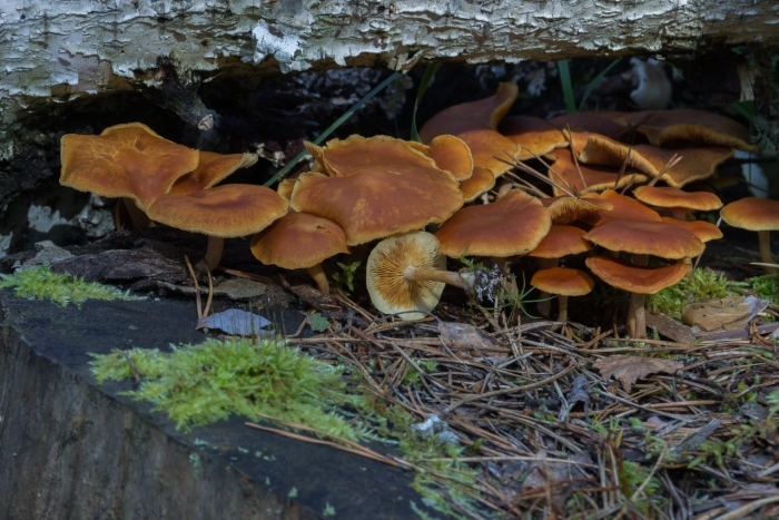 Гимнопил сосновый gymnopilus sapineus