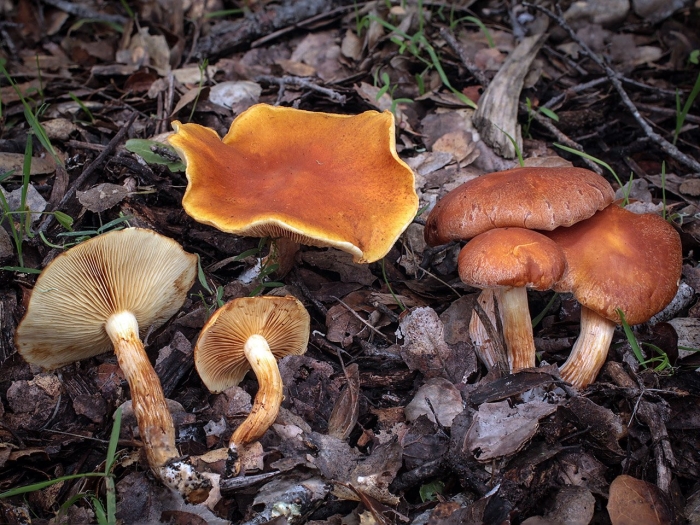 Gymnopilus penetrans