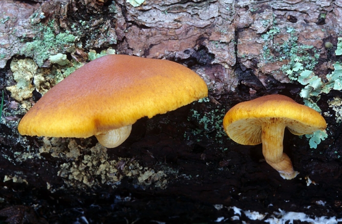 Gymnopilus sapineus
