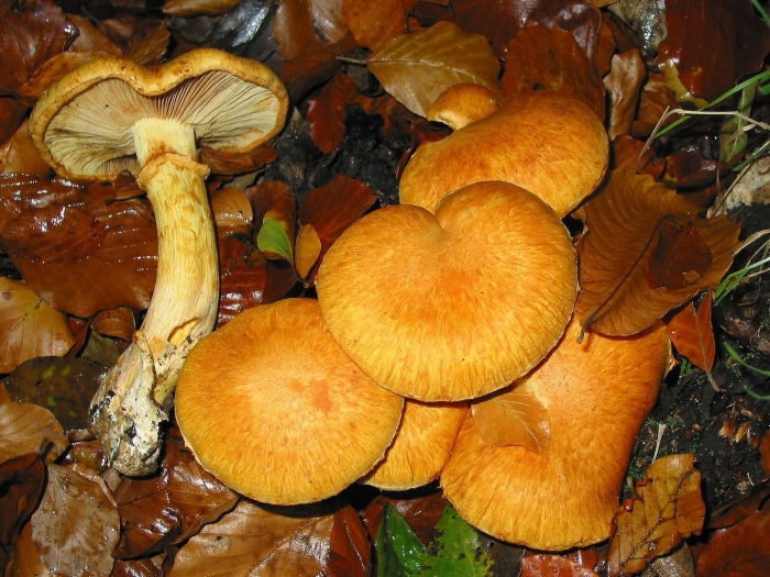 Gymnopilus junonius