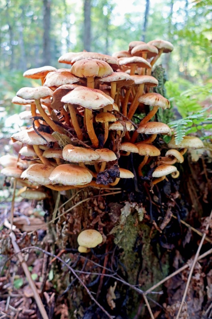 Чешуйчатка ольховая