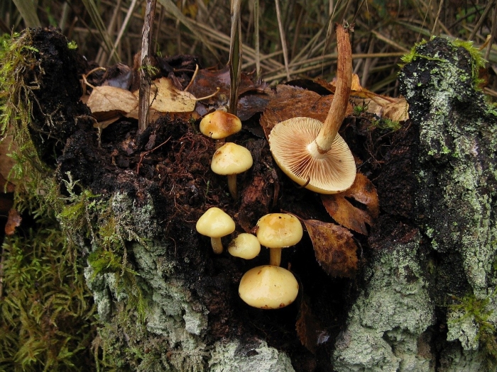 Огнёвка ольховая чешуйчатка