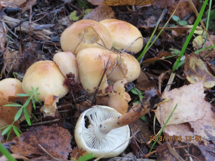 Hygrophorus pudorinus