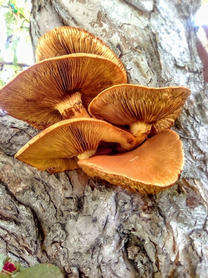 Gymnopilus spectabilis