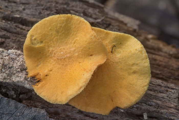 Лисичка ложная hygrophoropsis aurantiaca