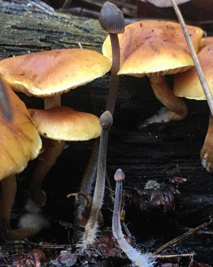 Огнёвка ольховая чешуйчатка