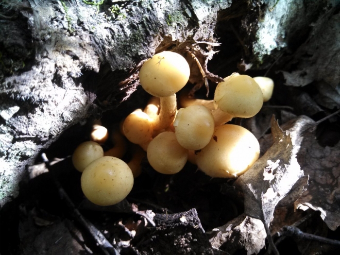 Чешуйчатка ольховая гриб