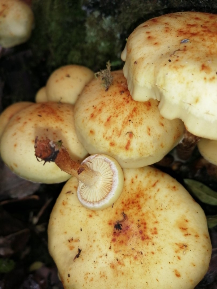 Чешуйчатка золотистая pholiota aurivella