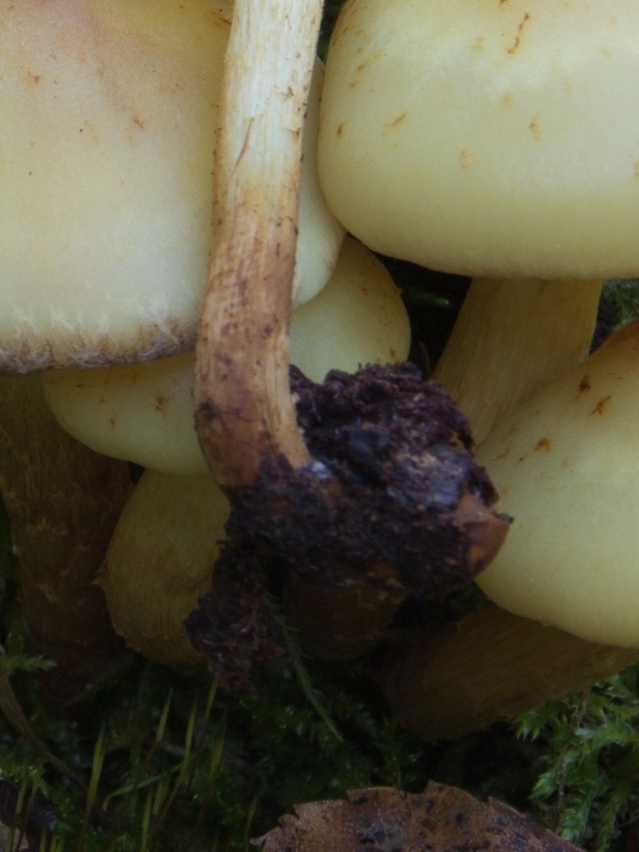 Чешуйчатка ольховая pholiota alnicola