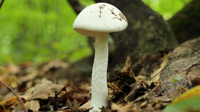 Белая поганка