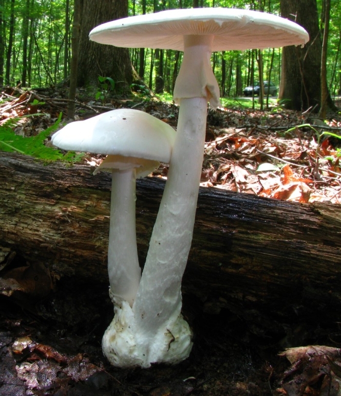 Бледная поганка белая