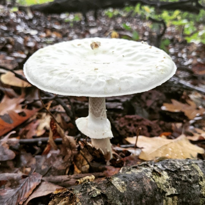 Белый чешуйчатый мухомор