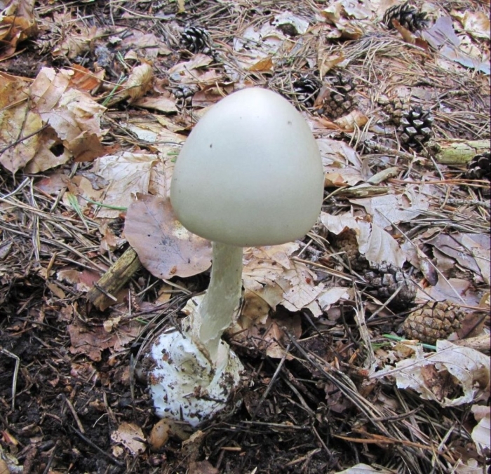 Мухомор вонючий и бледная поганка