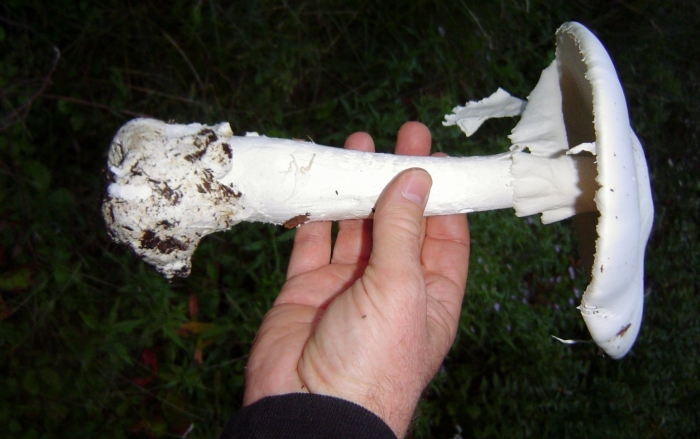 Мухомор вонючий - amanita virosa