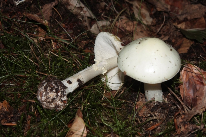 Белая поганка мухомор вонючий