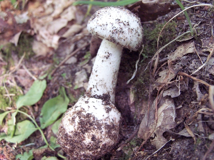 Мухомор весенний (amanita verna)