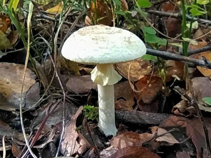 Мухомор поганковидный