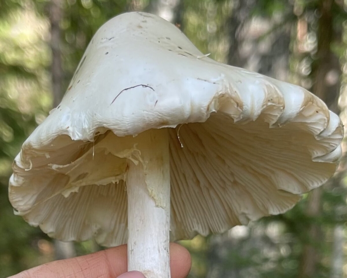 Белая поганка гриб
